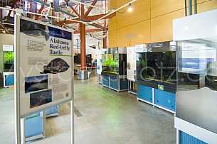 Red-belly Turtle exhibit