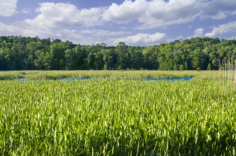 Mobile Bay Delta Scene 6206