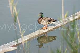 Duck on log