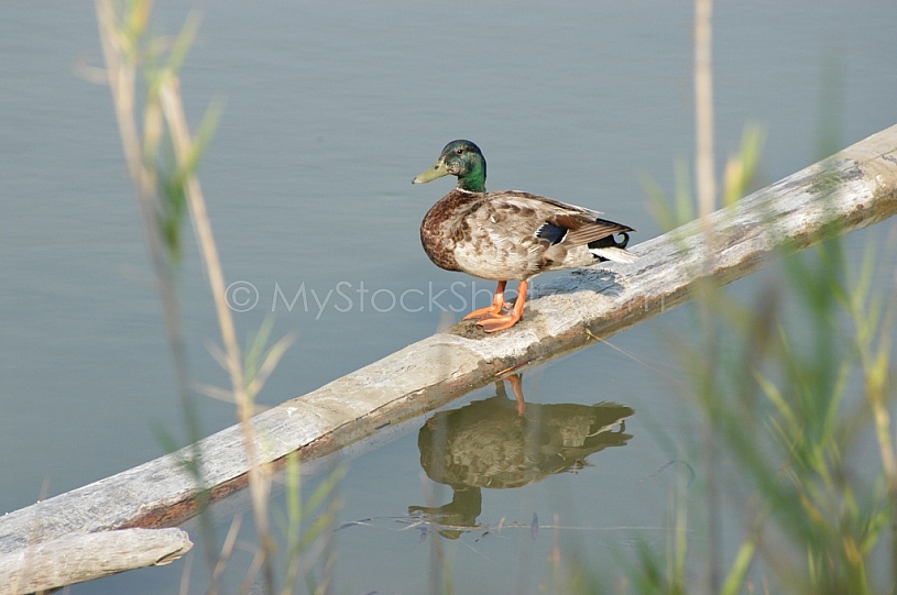 Duck on log