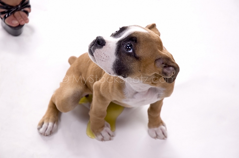 Boxer Puppy in the studio