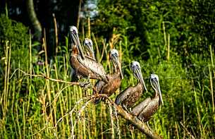 Pelicans Resting - Mobile River