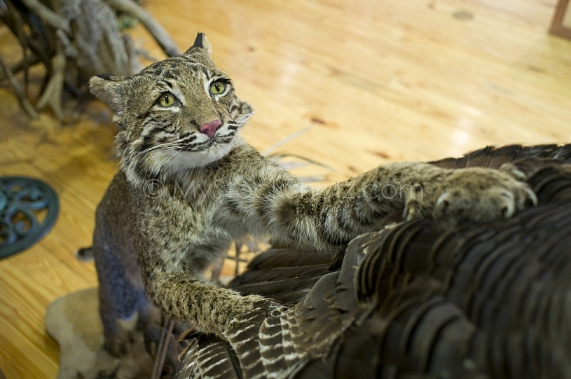 FIve Rivers Nature Conservatory