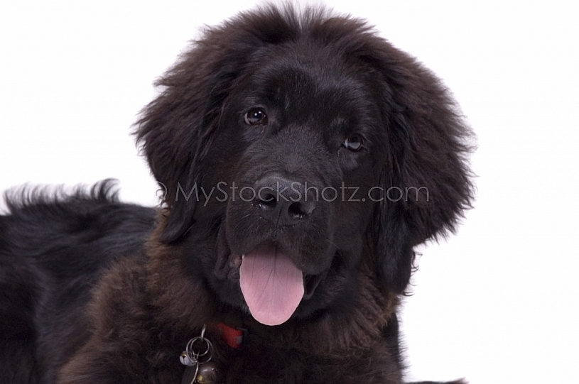 Newfie expression