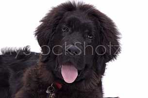 Newfie expression