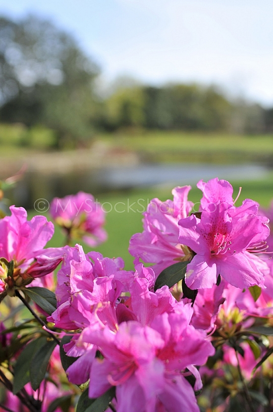 Azaleas in Bloom at Bellingrath Gardens