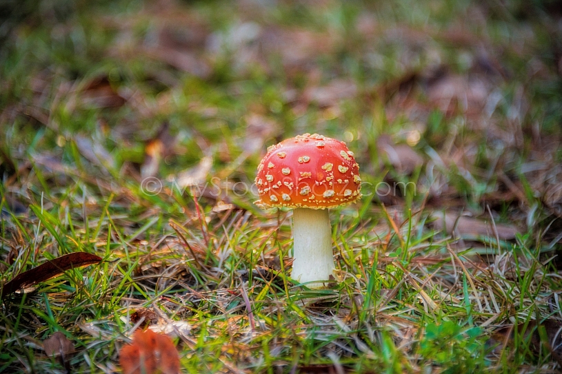 Pretty Shroom