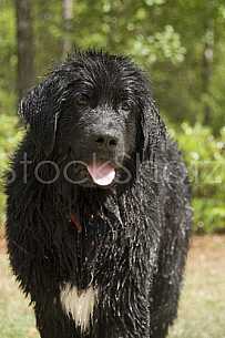 Majestic Newfoundland all wet