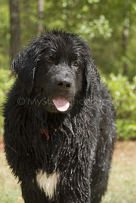 Majestic Newfoundland all wet
