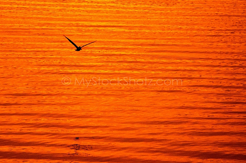 Mobile Bay Sunset - Montrose Alabama