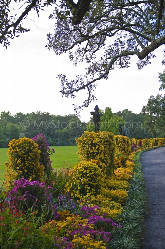 Bellingrath Gardens Mums