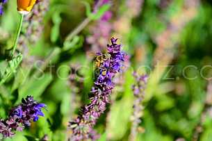 Honey Bee on flower 3