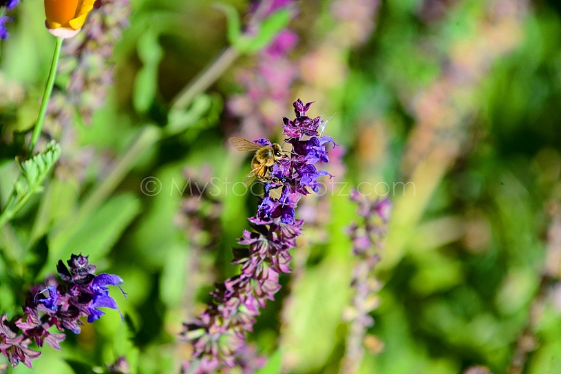 Honey Bee on flower 3
