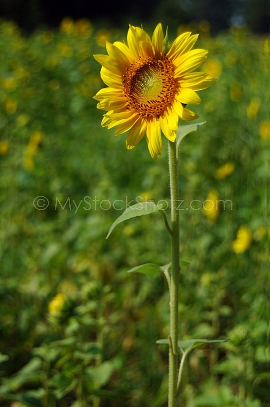 Sunflower standing tall