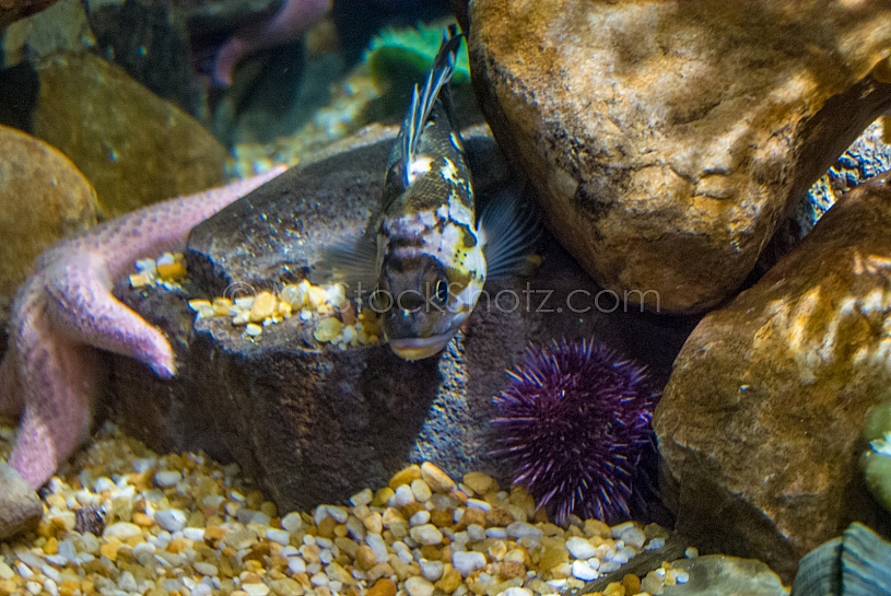 Sea Life - View into an Aquarium