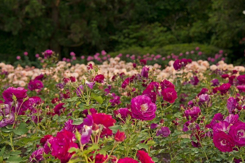 Beautiful Bellingrath Gardens