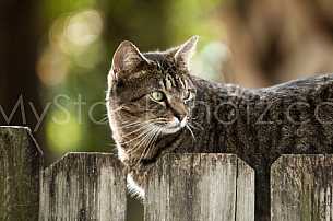 Cat on the fence