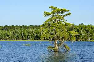 Tree in the Mobile Bay Delta