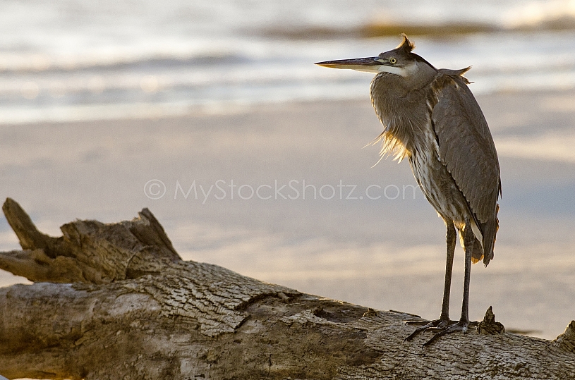 Heron on Dauphin Island