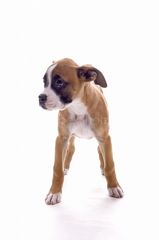 Boxer Puppy in the studio