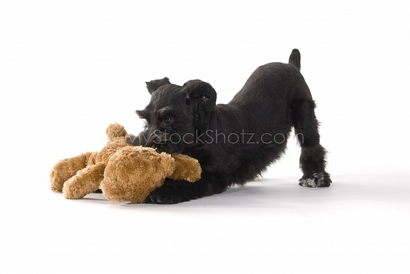 Little Playful Puppy