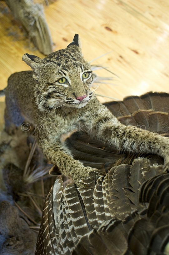 FIve Rivers Nature Conservatory