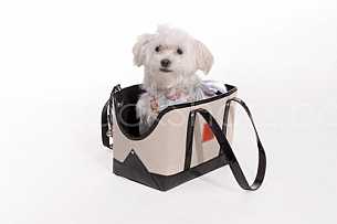 Puppy in a bag