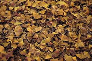 Bed of fallen leaves