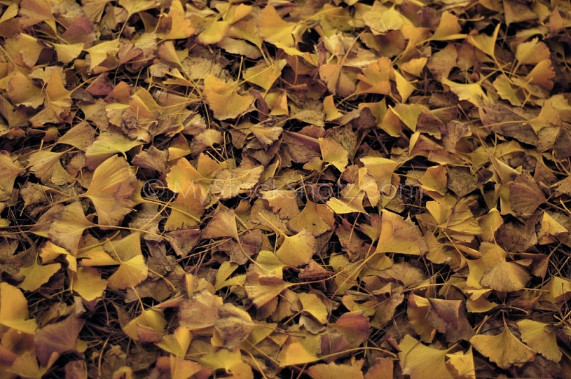 Bed of fallen leaves