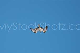 Osprey diving for food