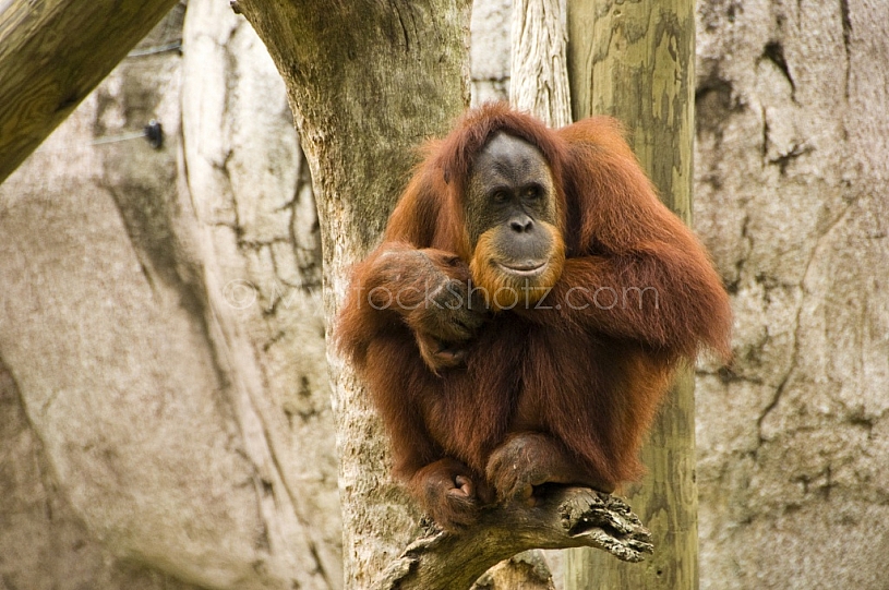 Orangutan