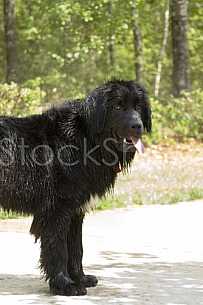 Wet Newfie Standing