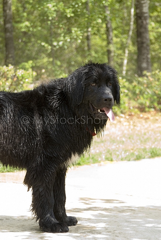 Wet Newfie Standing