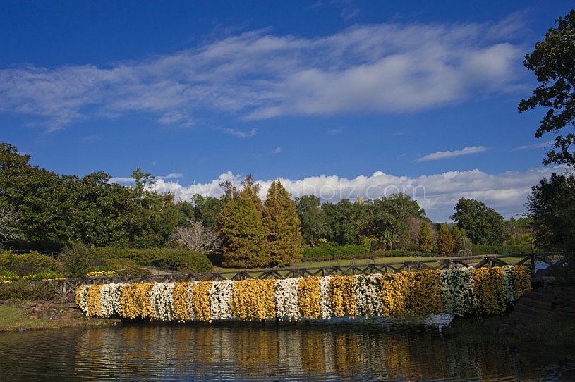 Bellingrath Gardens Mums