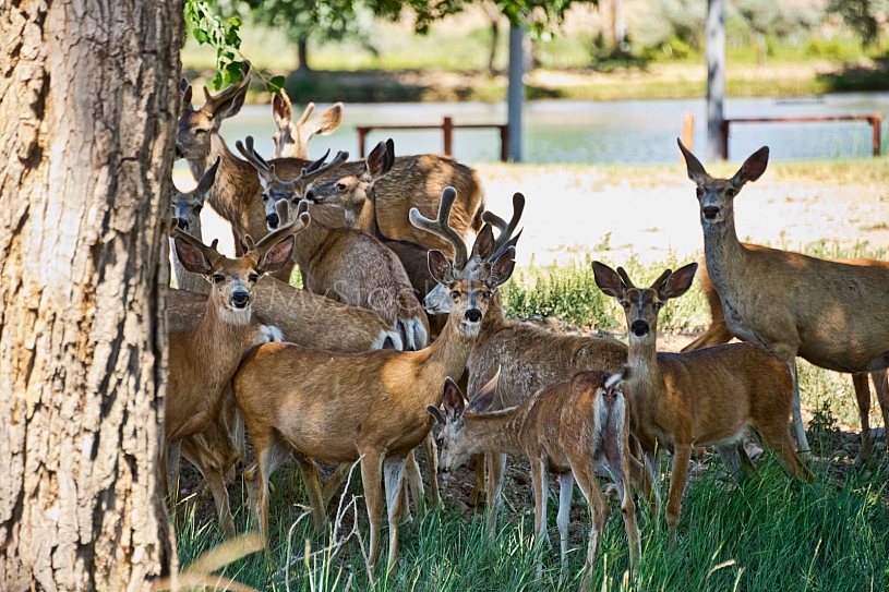Herd of young deer