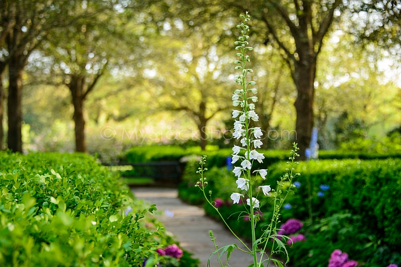 Beautiful Bellingrath Gardens