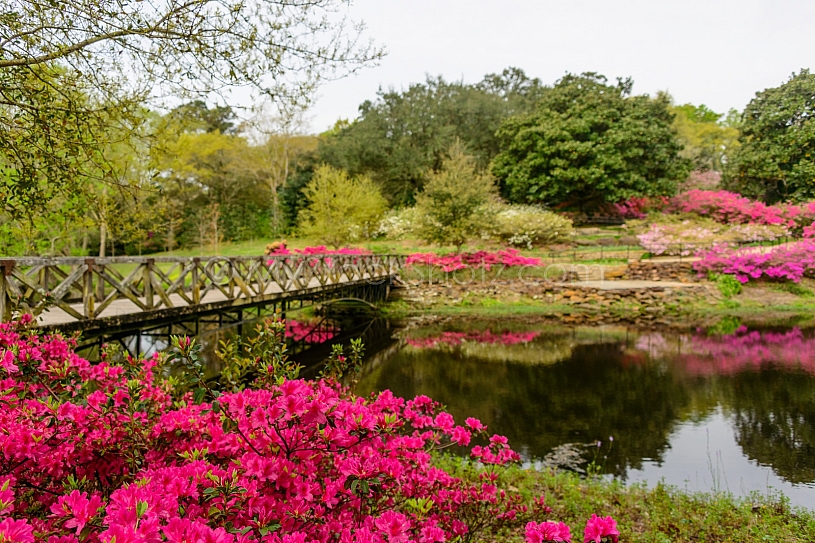 Beautiful Bellingrath Gardens