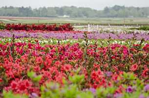 Nursery Industry in Mobile County, Alabama