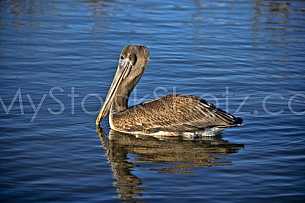 Pelican - Mobile Bay