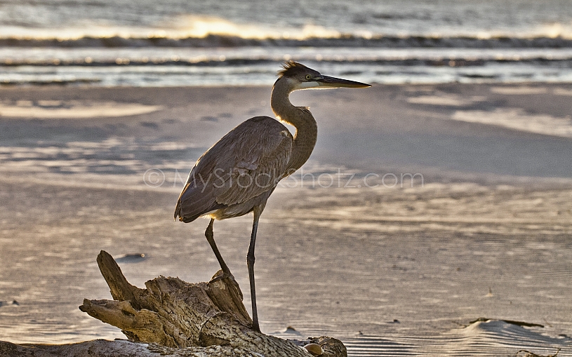 Heron on Dauphin Island