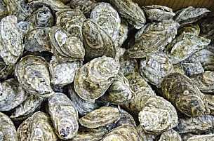 Oysters harvested 