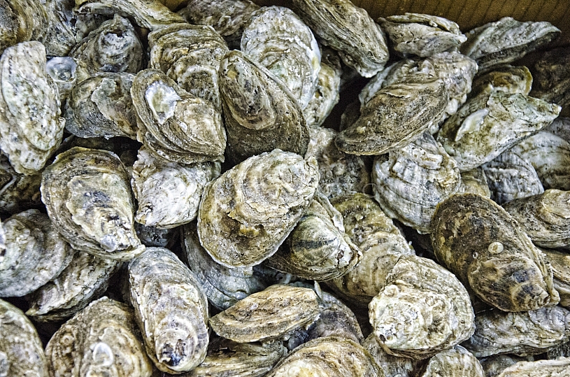 Oysters harvested 