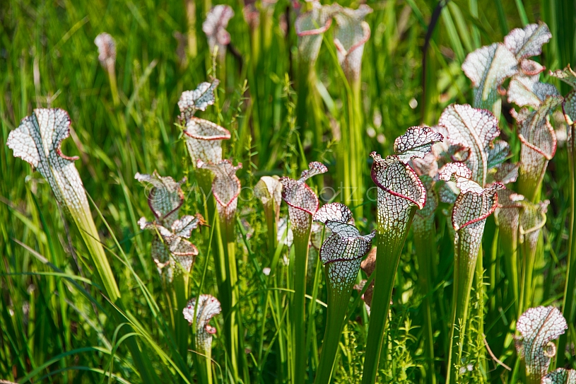 Baldwin County Pitcher Plant Bog