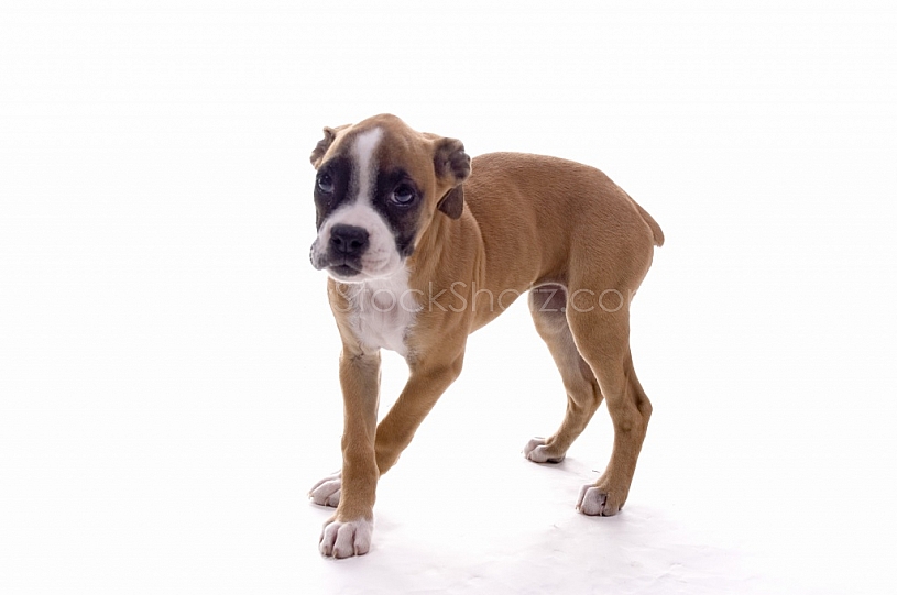Boxer Puppy in the studio