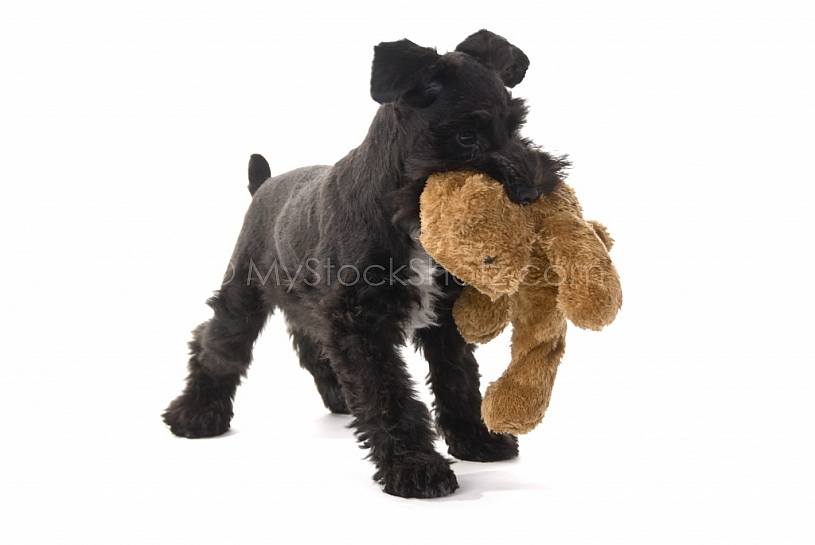 Little Playful Puppy