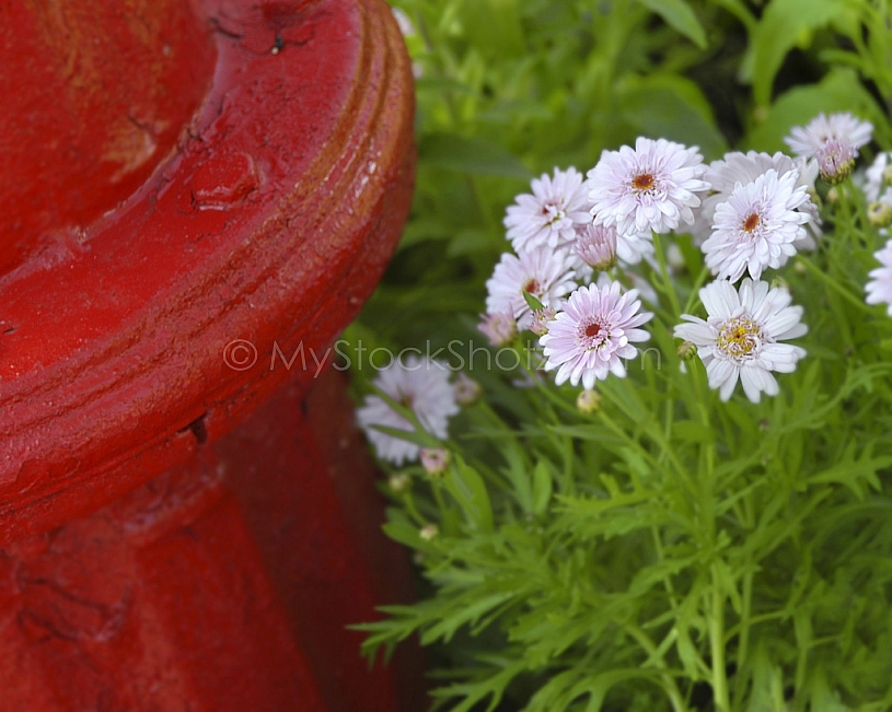 Painted fire hydrant and little flowers