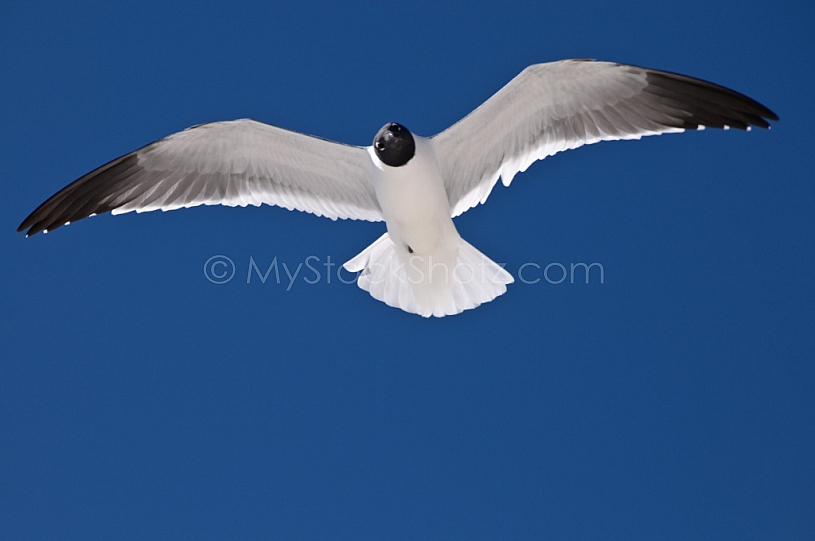 Seagull Flying
