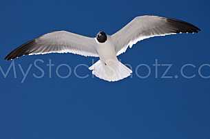 Seagull Flying