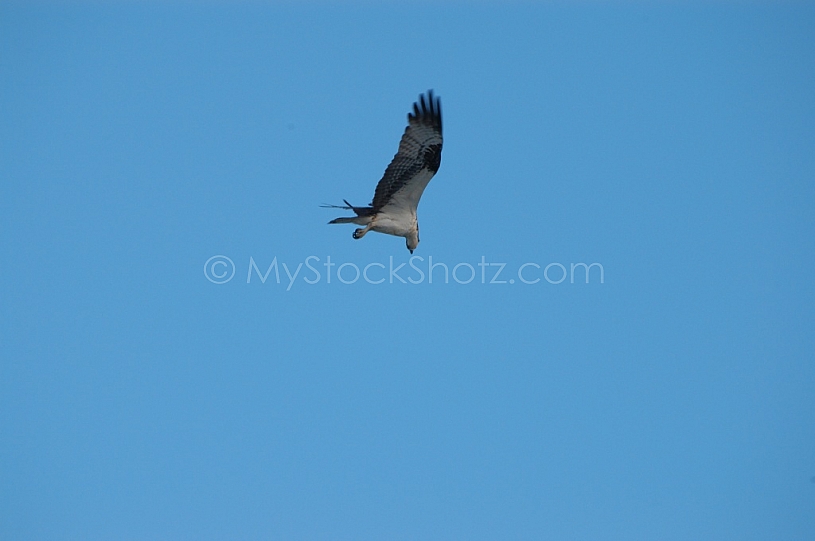 Osprey hunting