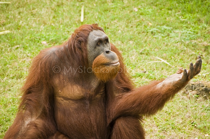 Orangutan